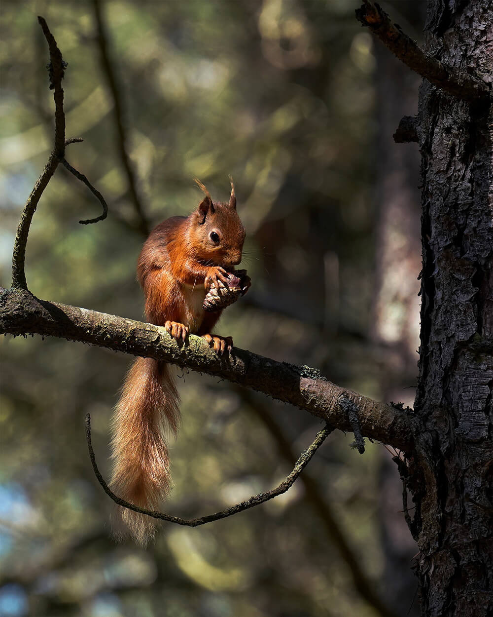 Red squirrel on a branch.